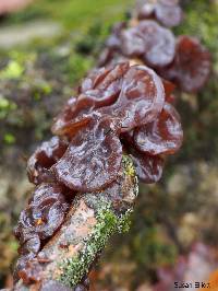 Auricularia auricula-judae image