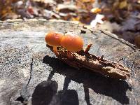 Galerina marginata image