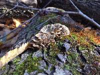 Trametes versicolor image