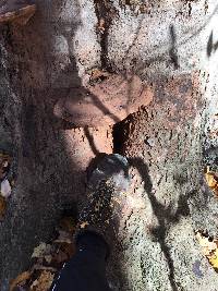 Ganoderma applanatum image