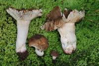 Russula vinaceocuticulata image