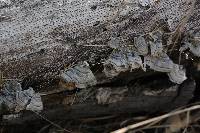Trametes versicolor image