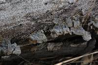 Trametes versicolor image