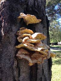 Laetiporus gilbertsonii image