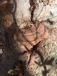 Ganoderma applanatum image