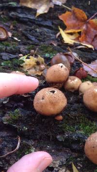 Lycoperdon pyriforme image