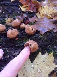 Lycoperdon pyriforme image