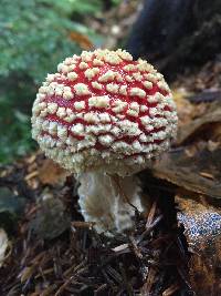 Amanita muscaria image