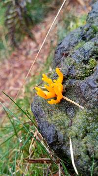 Calocera cornea image