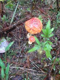 Amanita muscaria image