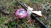 Image of Russula caerulea