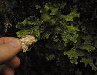 Lobaria pulmonaria image