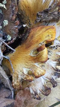 Omphalotus olivascens image