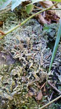 Cladonia peziziformis image