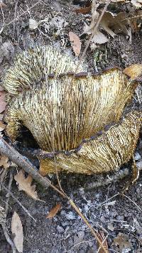 Omphalotus olivascens image