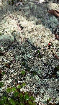 Cladonia pleurota image