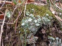 Cladonia fimbriata image