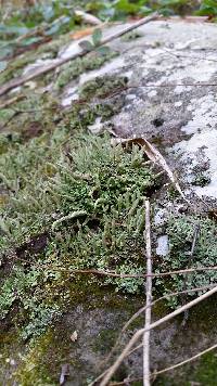 Cladonia coniocraea image