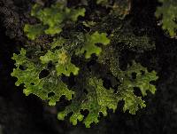 Lobaria pulmonaria image