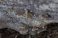 Trametes versicolor image