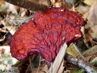 Ganoderma tsugae image