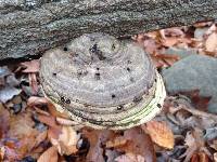 Ganoderma applanatum image