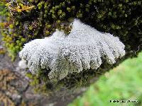 Schizophyllum commune image