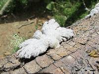 Schizophyllum commune image