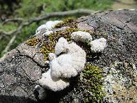 Schizophyllum commune image