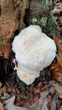 Hericium erinaceus image