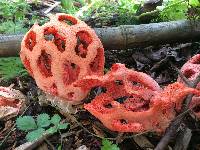 Clathrus ruber image