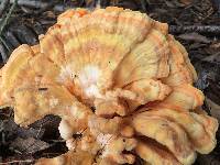 Laetiporus gilbertsonii image