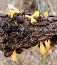 Tremella mesenterica image