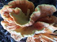 Laetiporus gilbertsonii image