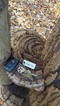 Ganoderma applanatum image