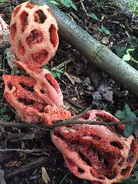 Clathrus ruber image