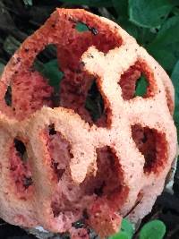 Clathrus ruber image