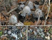 Coprinus comatus image