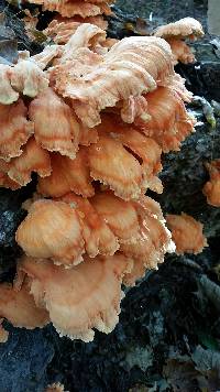 Laetiporus sulphureus image