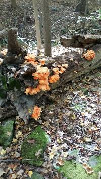 Laetiporus sulphureus image