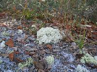 Cladonia evansii image