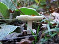 Amanita pantherina image