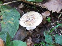 Amanita pantherina image