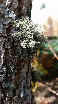 Usnea strigosa image