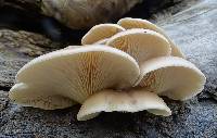 Pleurotus ostreatus image