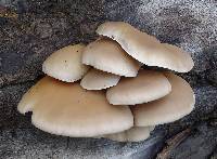 Pleurotus ostreatus image