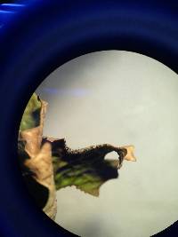 Lobaria pulmonaria image