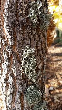 Usnea strigosa image