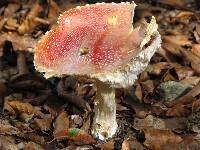 Amanita muscaria image