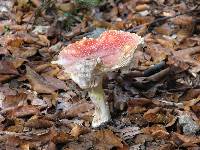 Amanita muscaria image